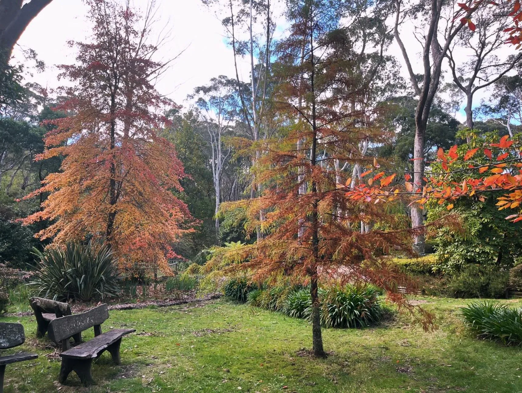 Campbell Rhododendron Gardens
