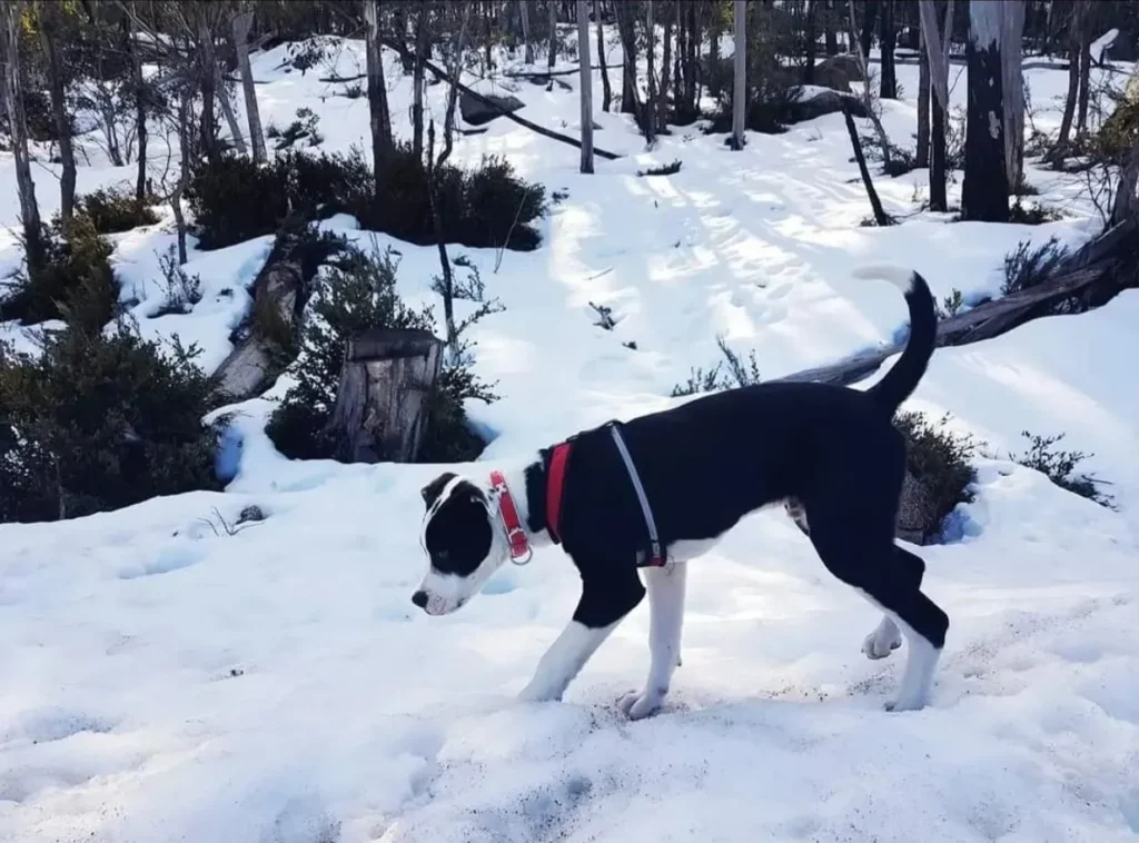 Dog Sledding