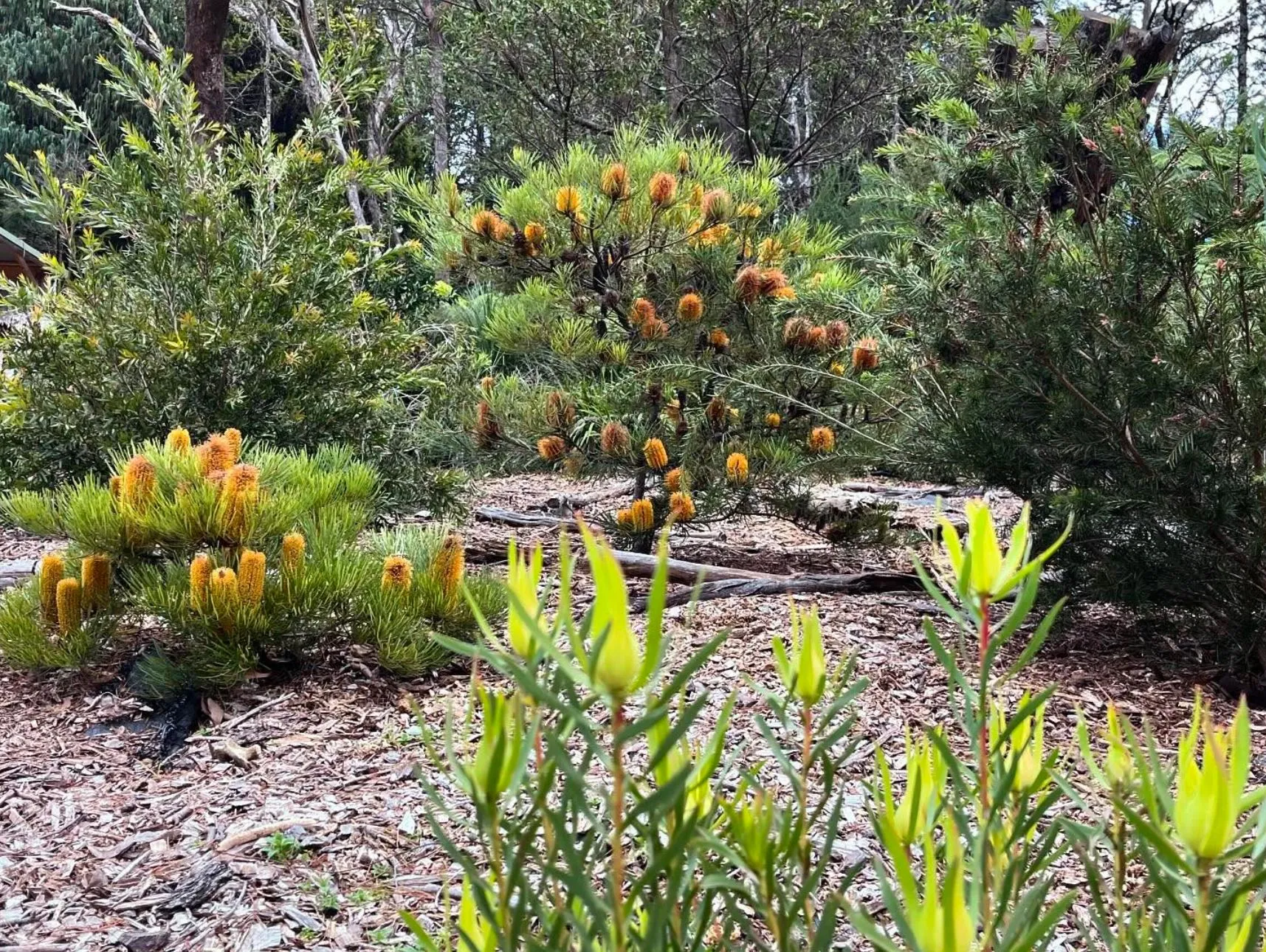 Explore Blackheath in Blue Mountains National Park