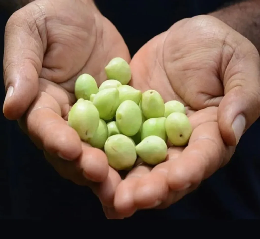 Kakadu Plum