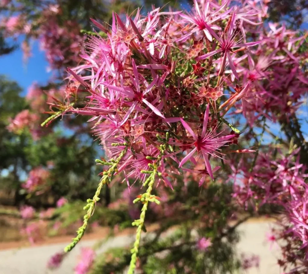 Turkey Bush