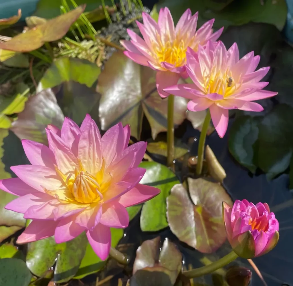 Waterlily