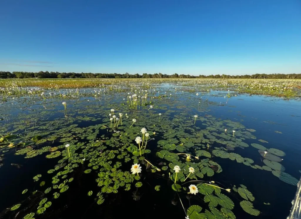 Yellow Water Billabong
