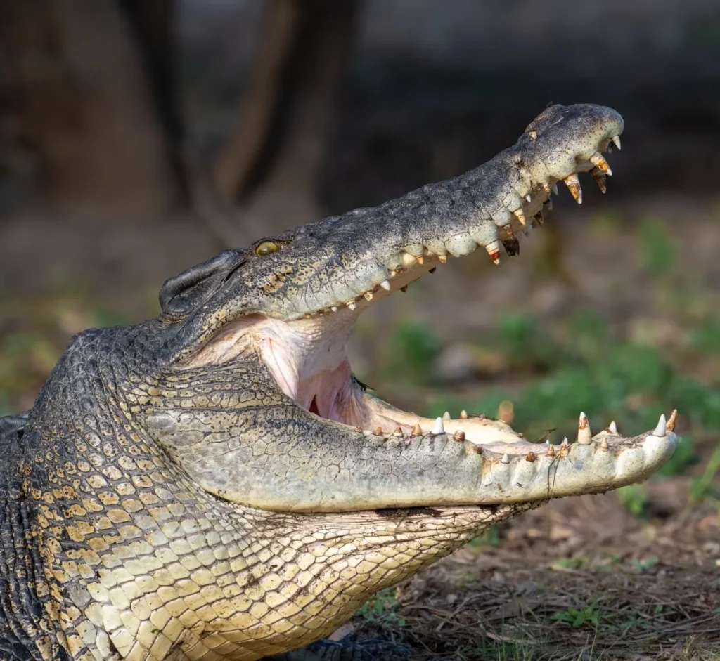 saltwater crocodiles